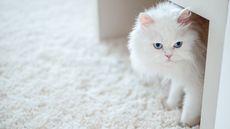 A white cat on white carpet under a table