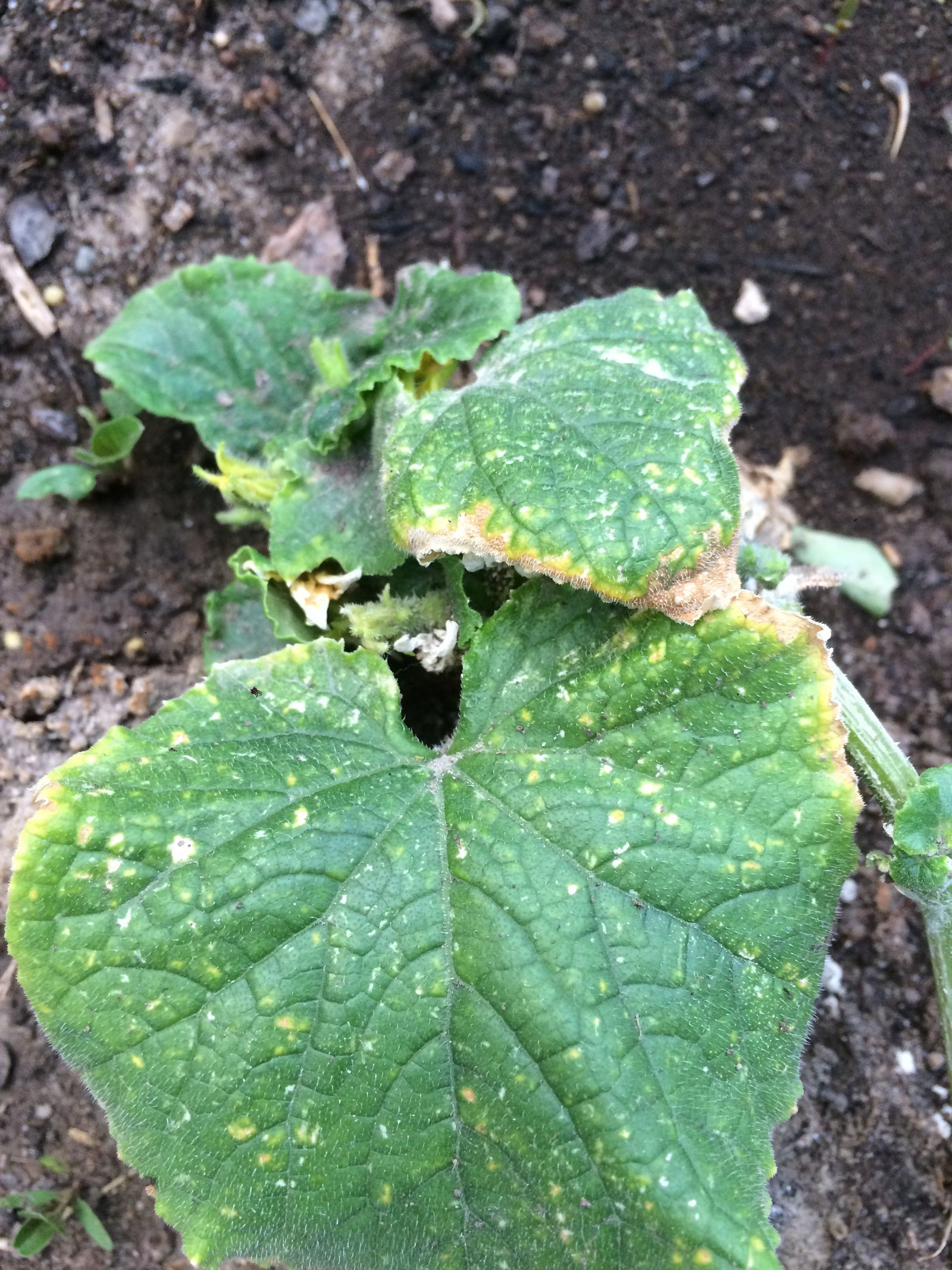 Pseudomonas Syringae On Cucumbers - Recognizing Bacterial Leaf Spot ...