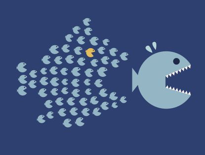 a school of small blue fish and one yellow fish chasing a big blue fish