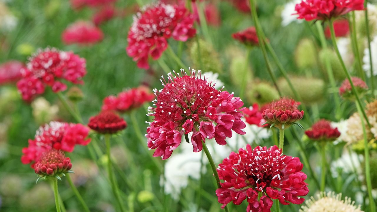 Red scabiosa flowers growing in the garden