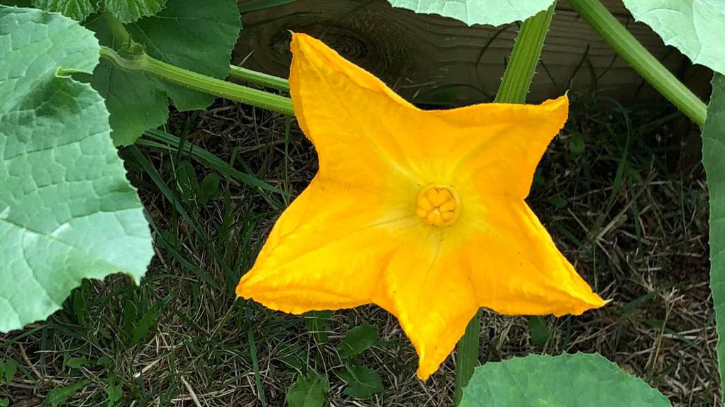 A pumpkin flower