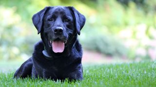 Black Labrador lying on the grass