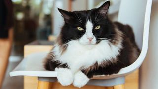 domestic longhair cat