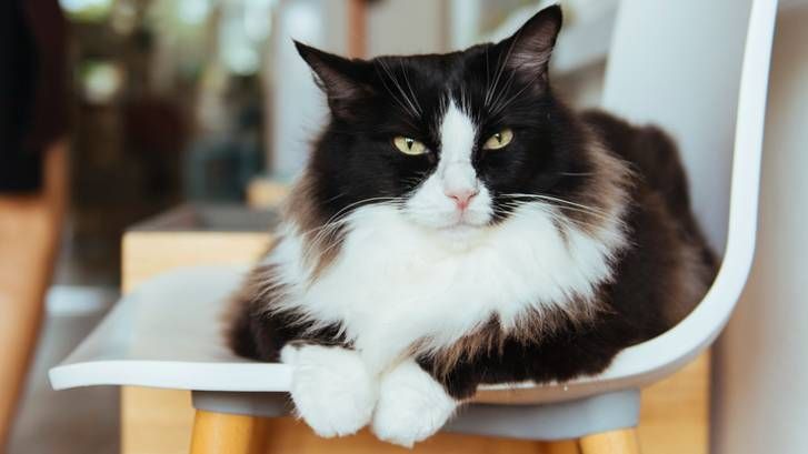 Most common cat breeds: 7 of the most popular moggies in the world ...