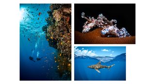 Composite image of three underwater photographs of marine life, by photographers Jay Clue and Sam Glenn Smith