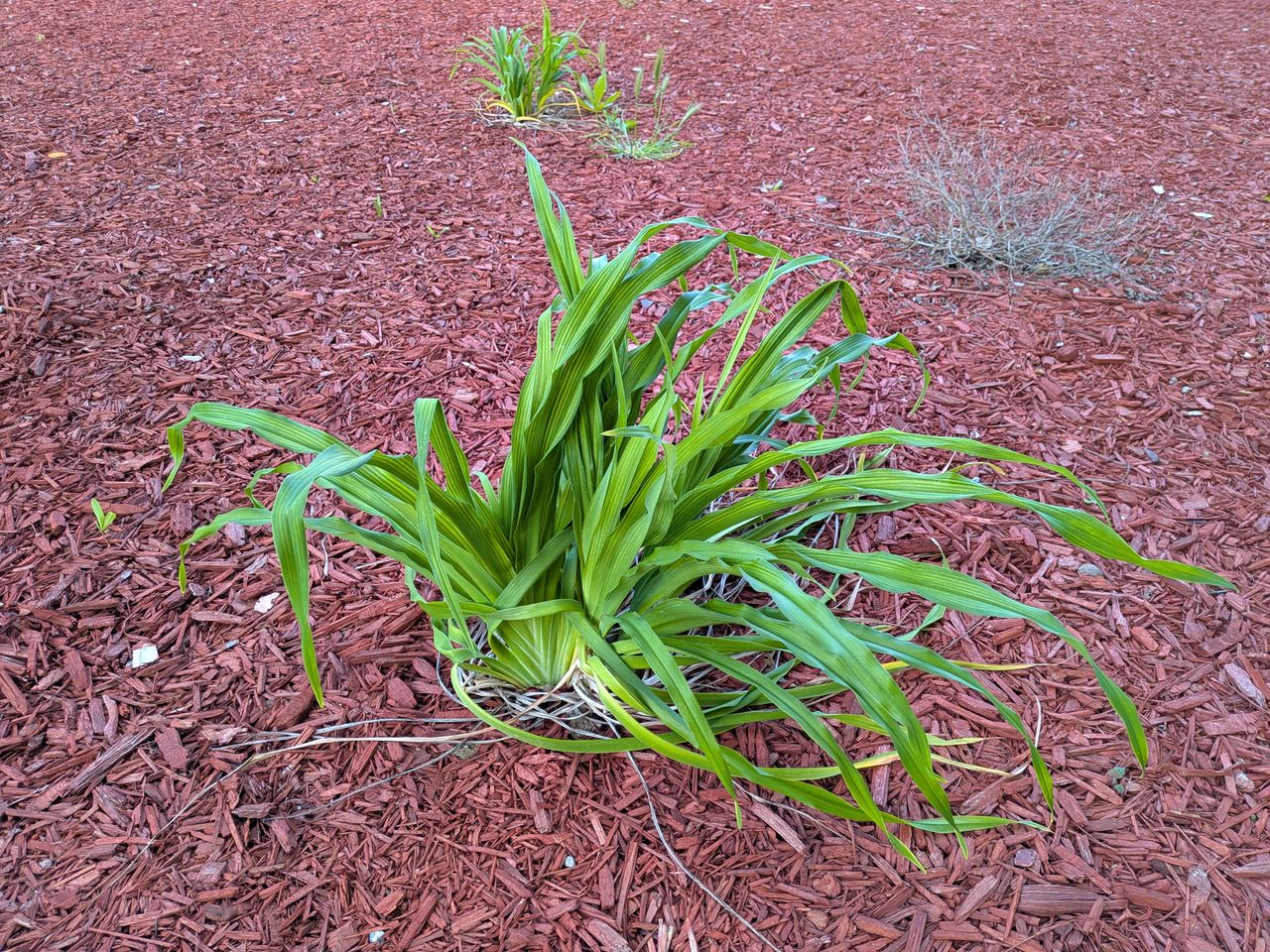 A Google Pixel 9a camera sample showing a green long-leaf plant surrounded by red bark.