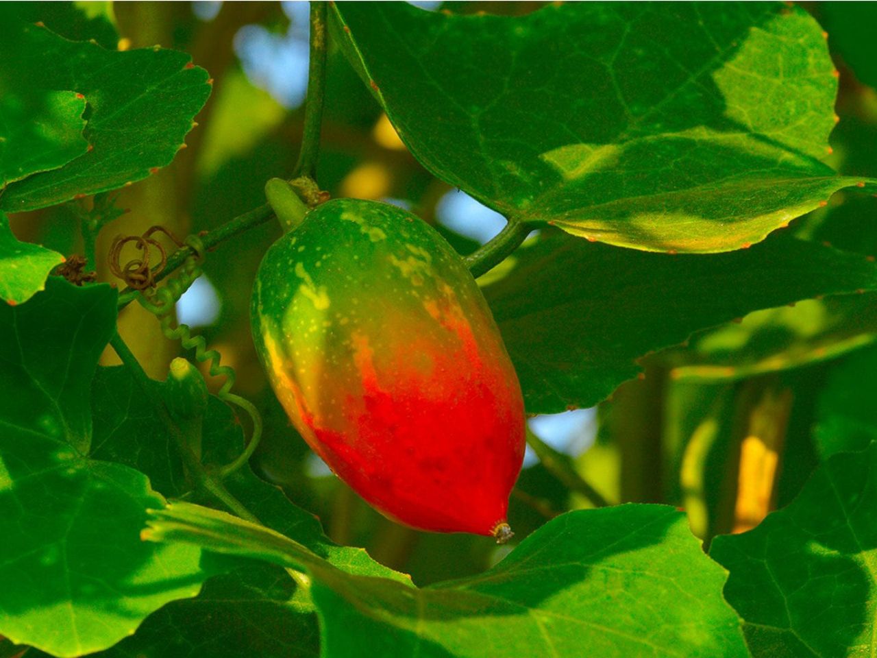 Red-Green Fruit On Ivy Gourd Plant