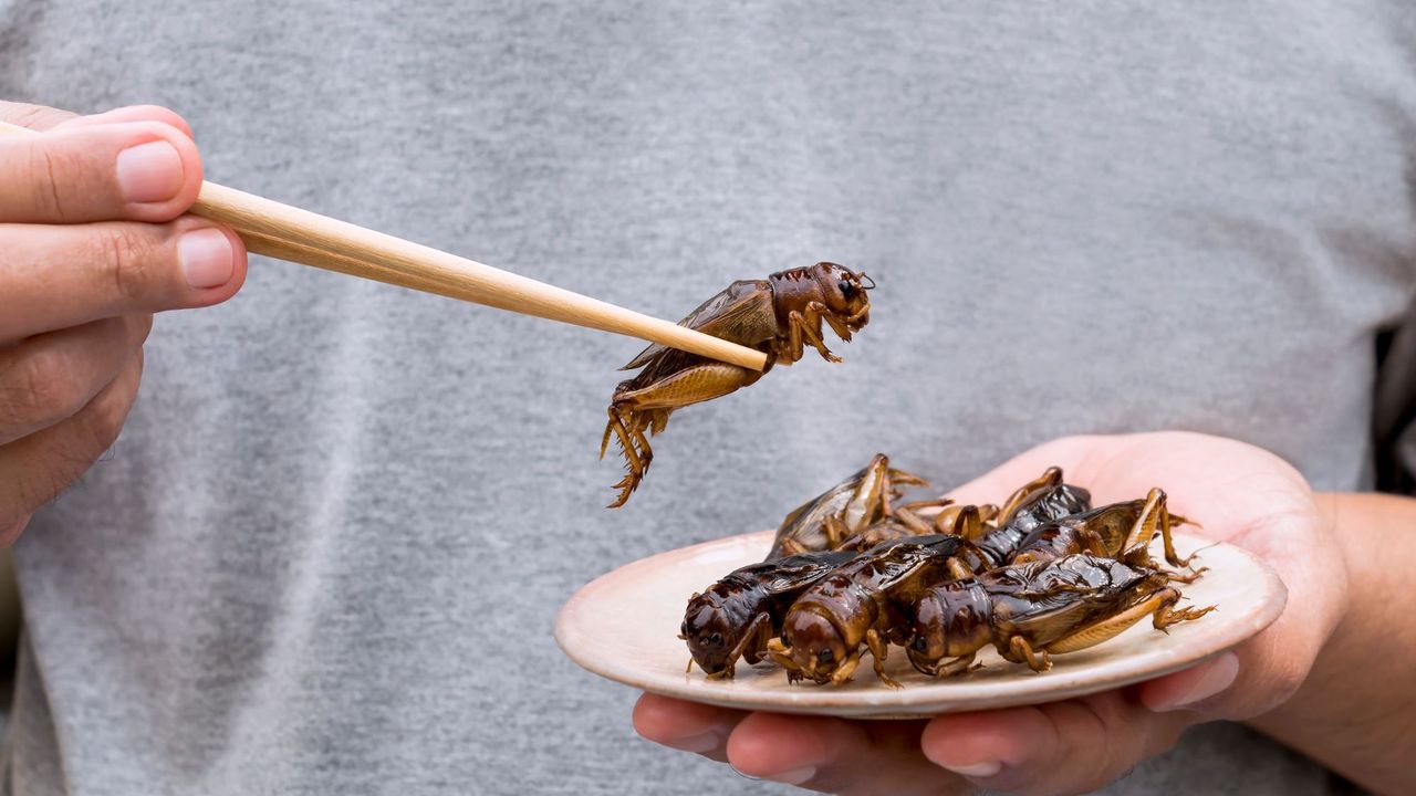 Man&#039;s hand holding chopsticks eating Crickets insect on plate