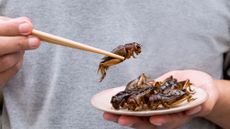 Man's hand holding chopsticks eating Crickets insect on plate
