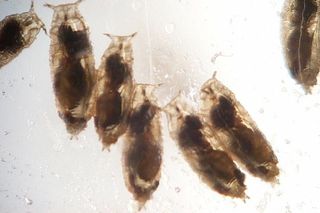 Wasp-infected fruit flies