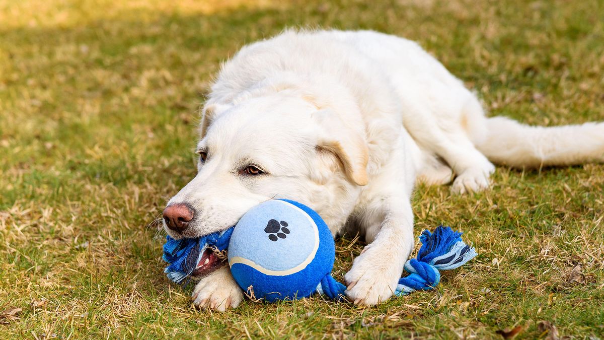 Dog lying on yellow grass with blue toy