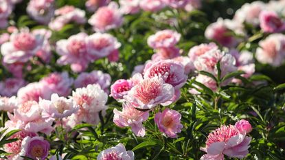 How to winterize peonies: Pink peonies en masse in the sunlight