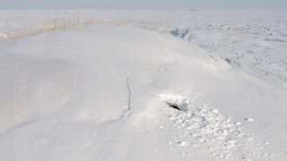 A mound of snow with a hole in it is a polar bear den on Svalbard.