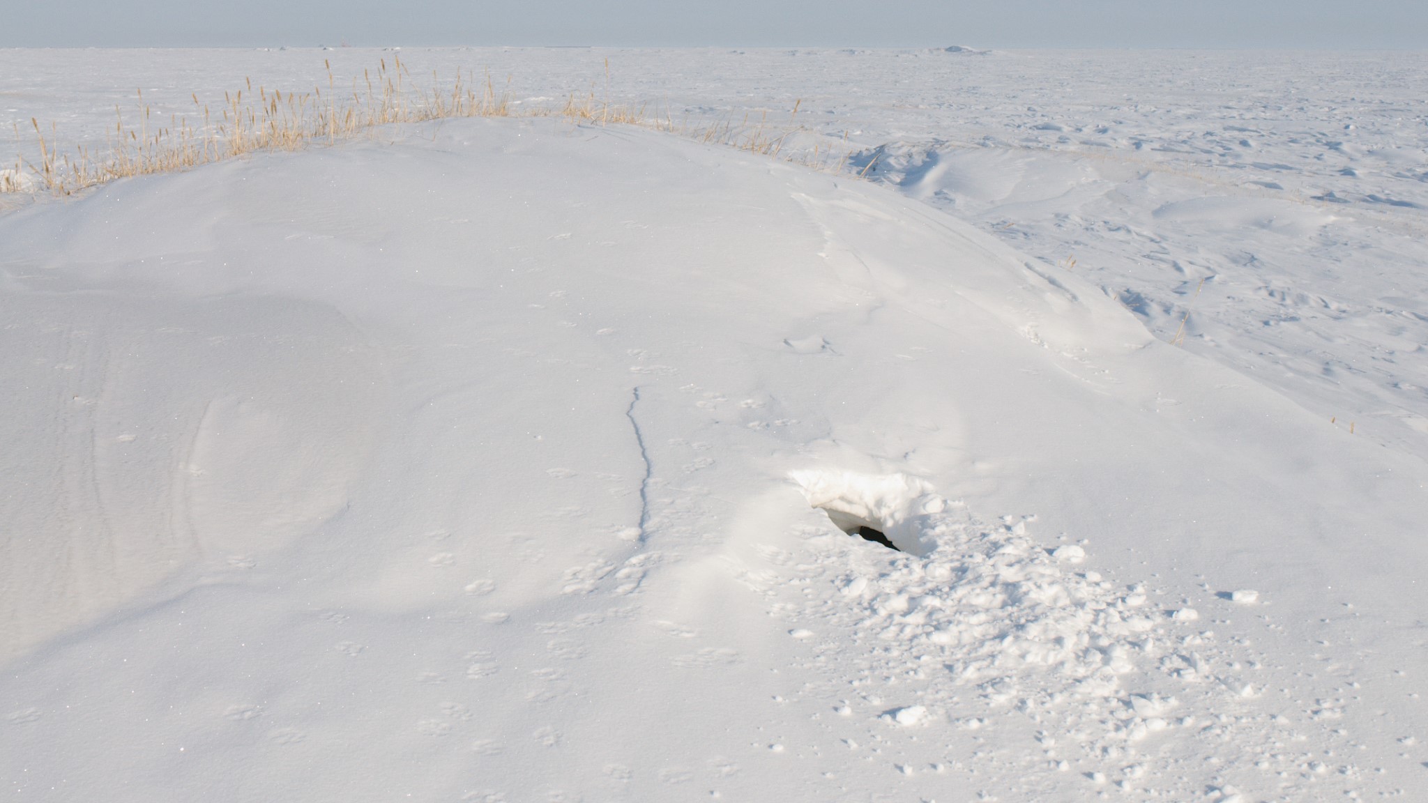 O movilă de zăpadă cu o gaură în ea este un urs polar de pe Svalbard.