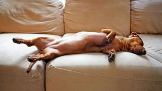 dachshund asleep on a sofa