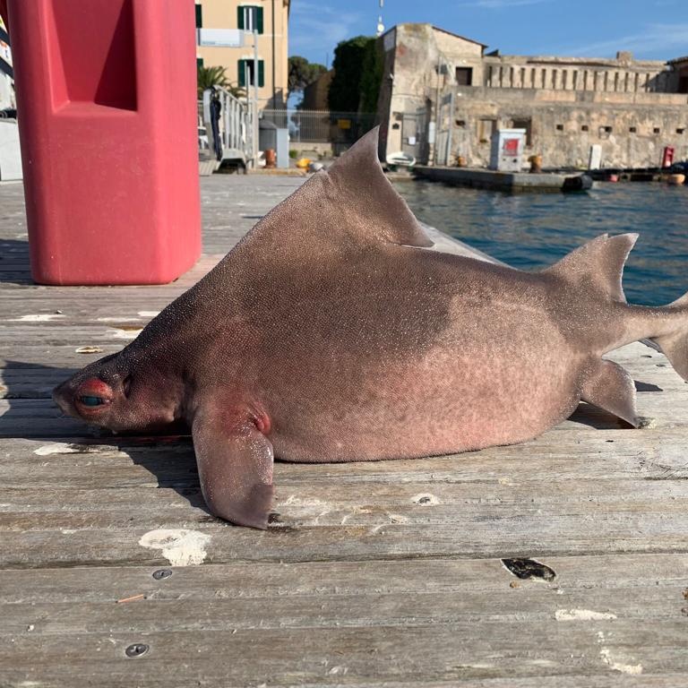 Tiburón rugoso angular: el tiburón con cara de cerdo que gruñe cuando es capturado