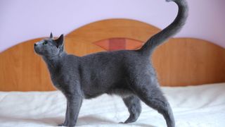 A grey cat with its tail in the air