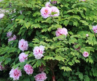 Pink blooms of a tree peony