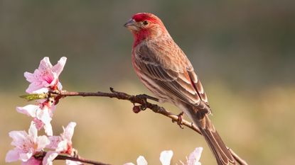 House finch on blossom branch