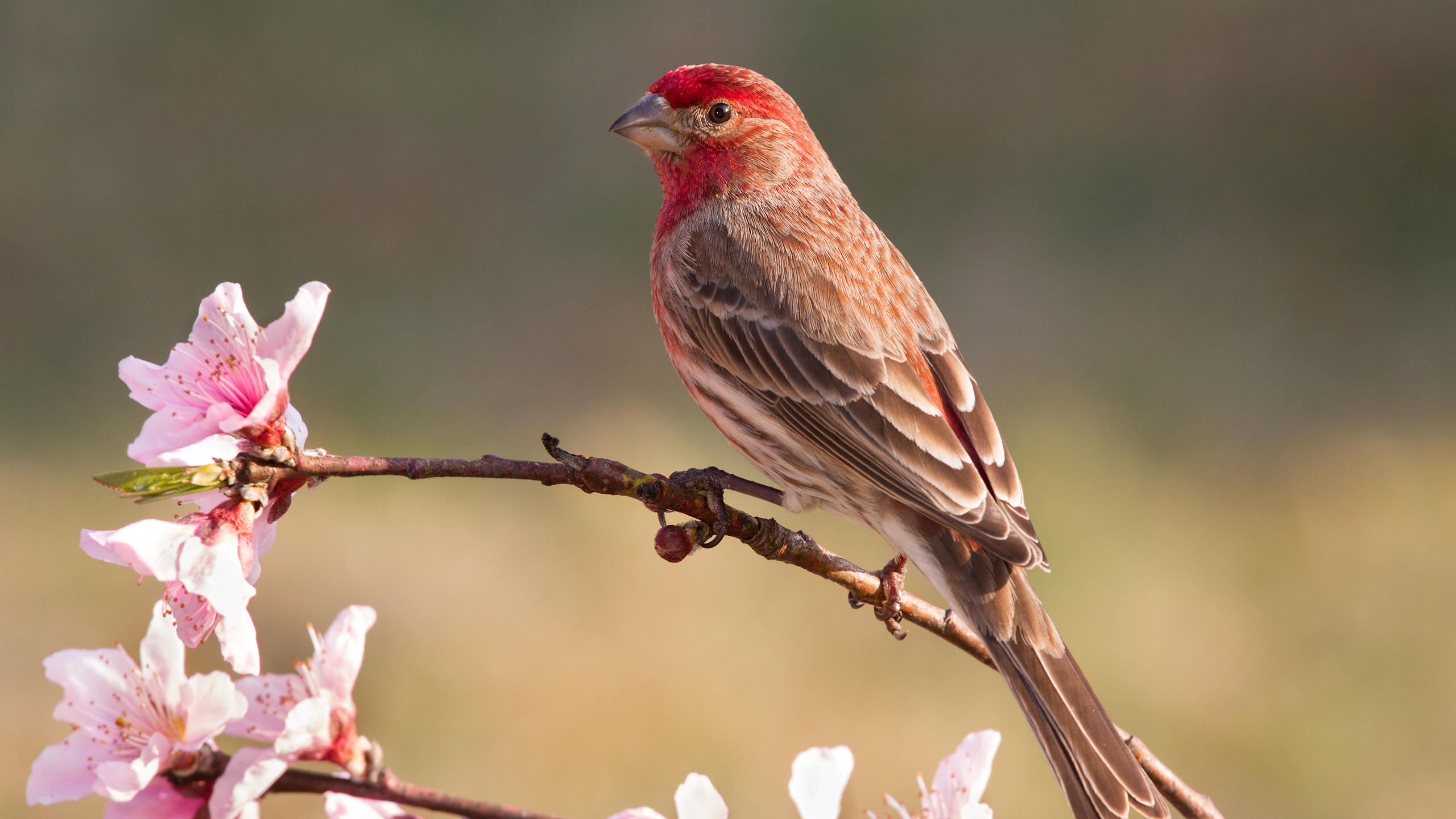 House finch on blossom branch