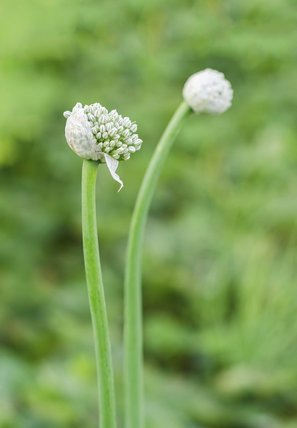 Ornamental Garlic Plants