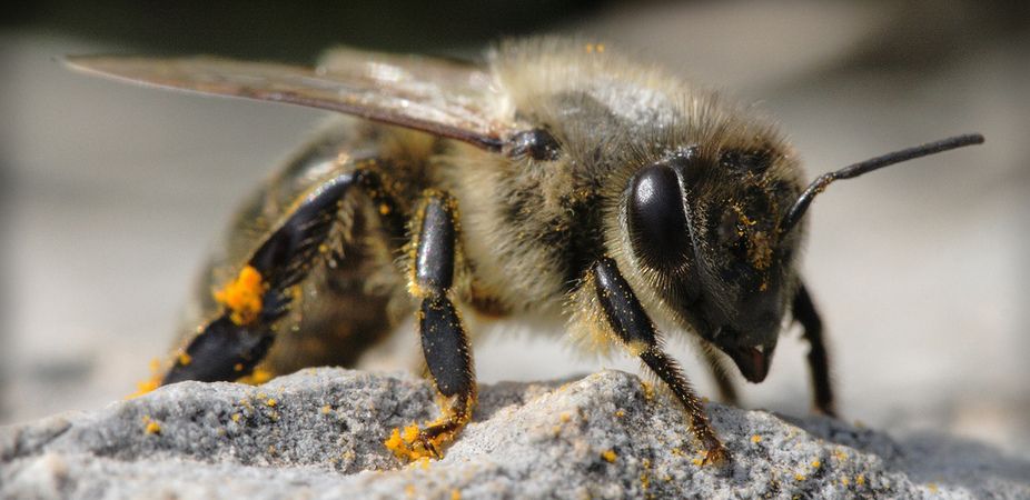 honey bee decision-making skills