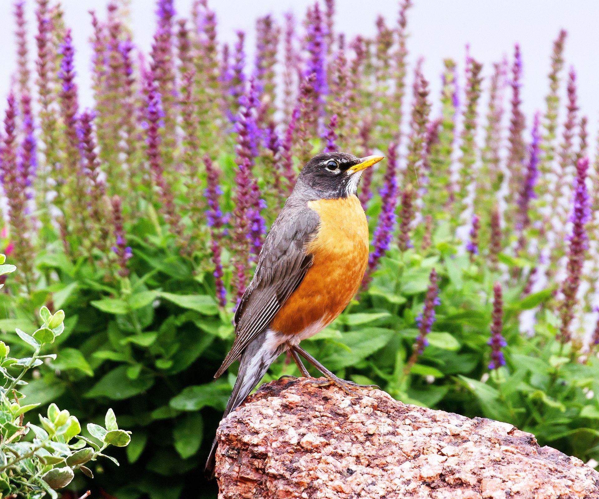American robin standing on rock with purple salvia in background of garden
