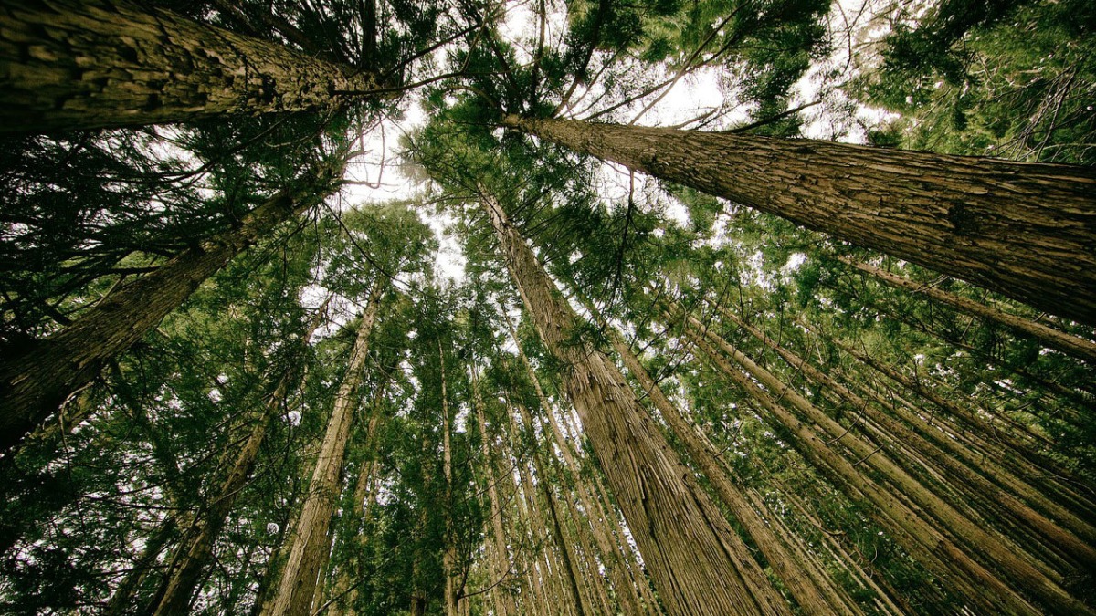 A view of a forest looking up from the ground at the dense canopy above.