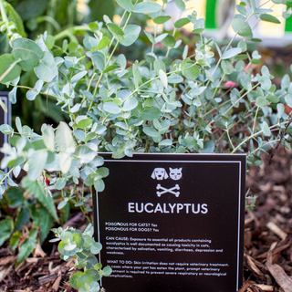 eucalyptus plant in garden