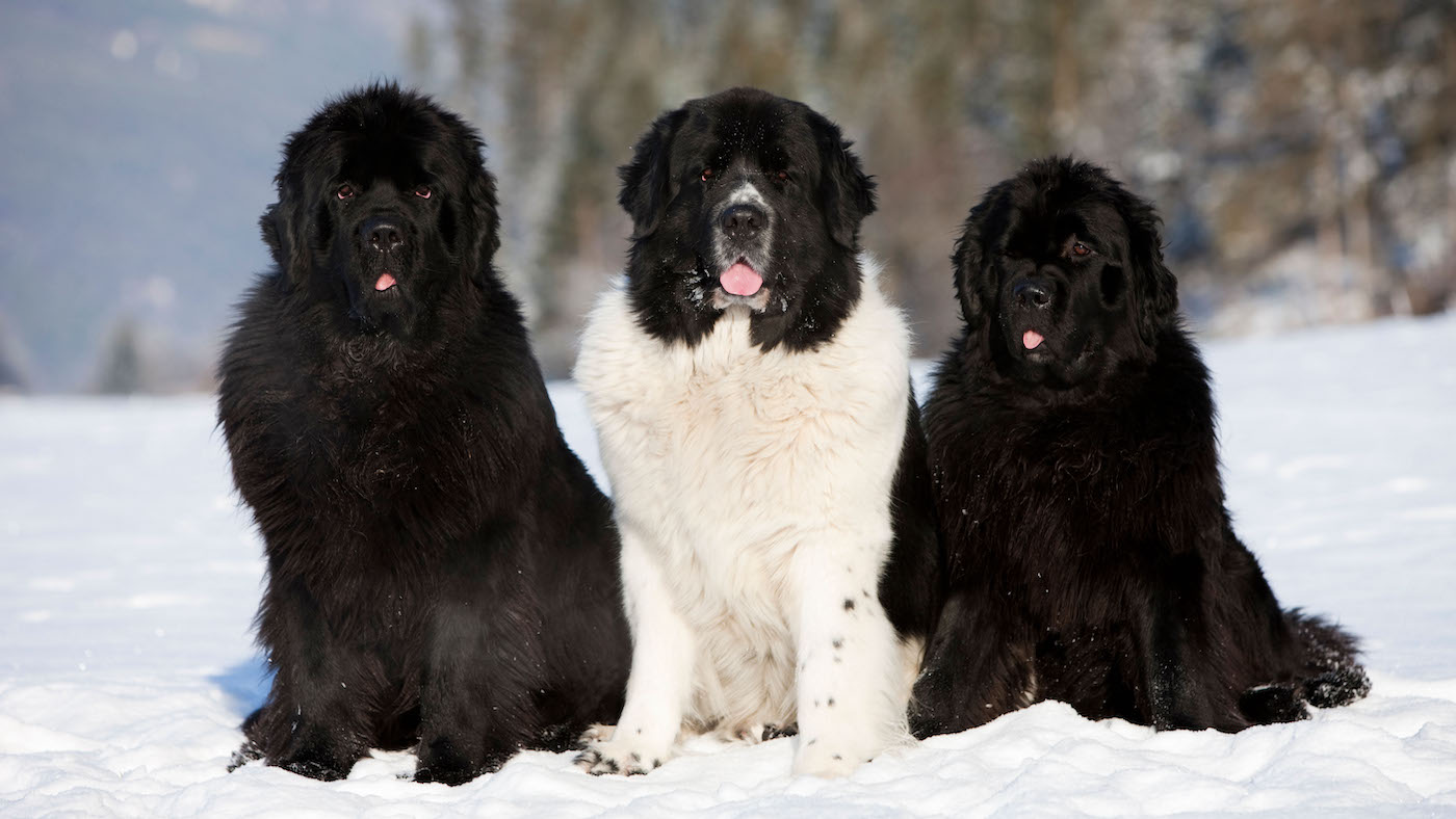 Three Newfoundland dogs
