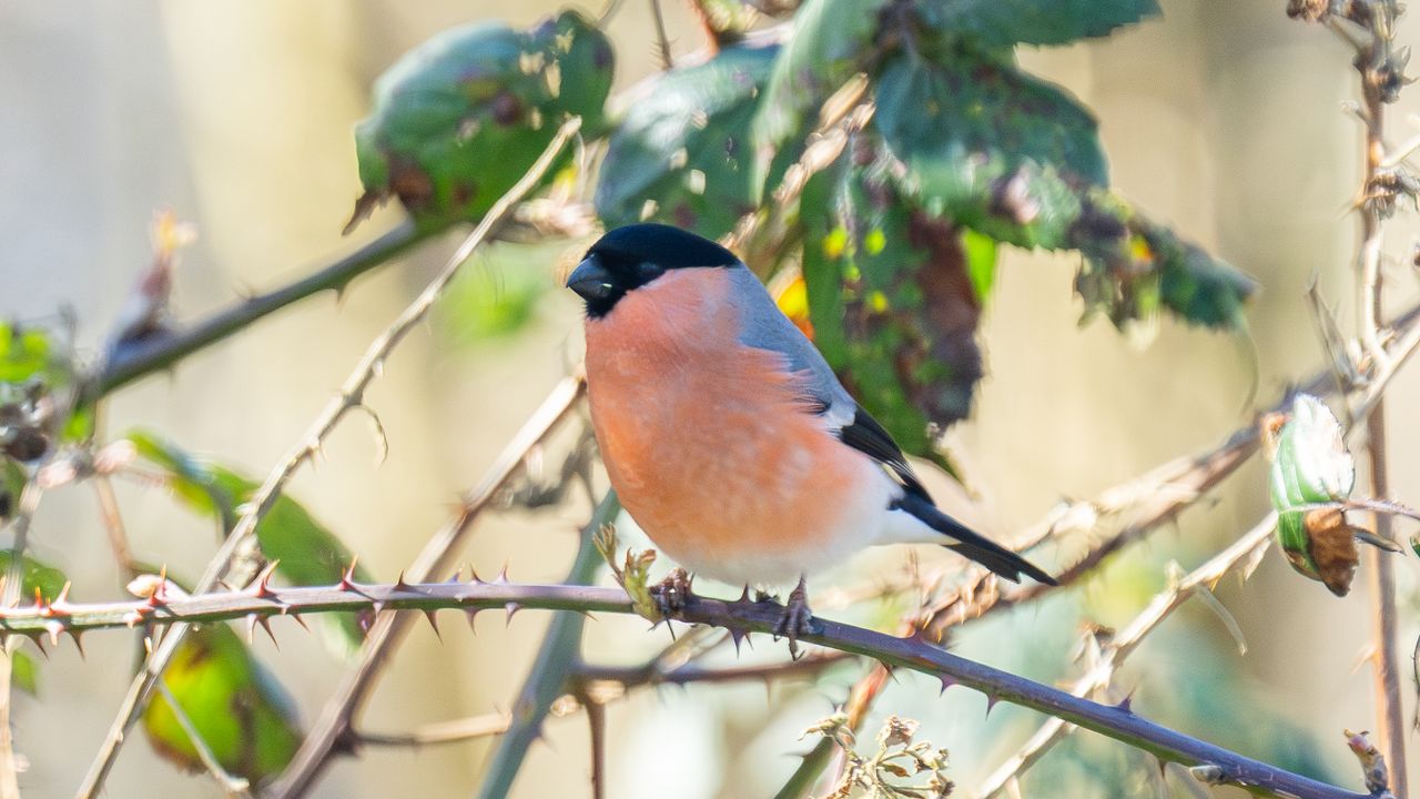 bullfinch sat on a thorny branch