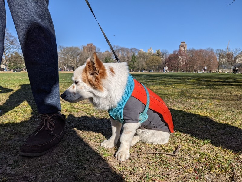 Pixel 5 camera sample