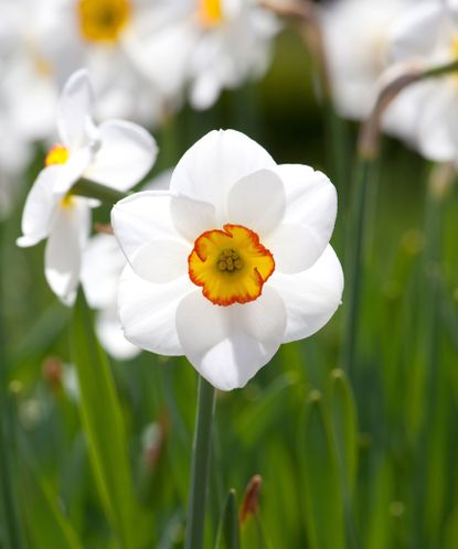 How to plant daffodil bulbs: when, where and how to plant daffodils ...