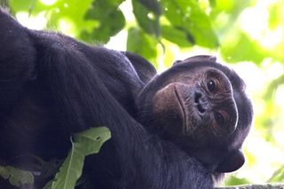 Republic of Congo chimp