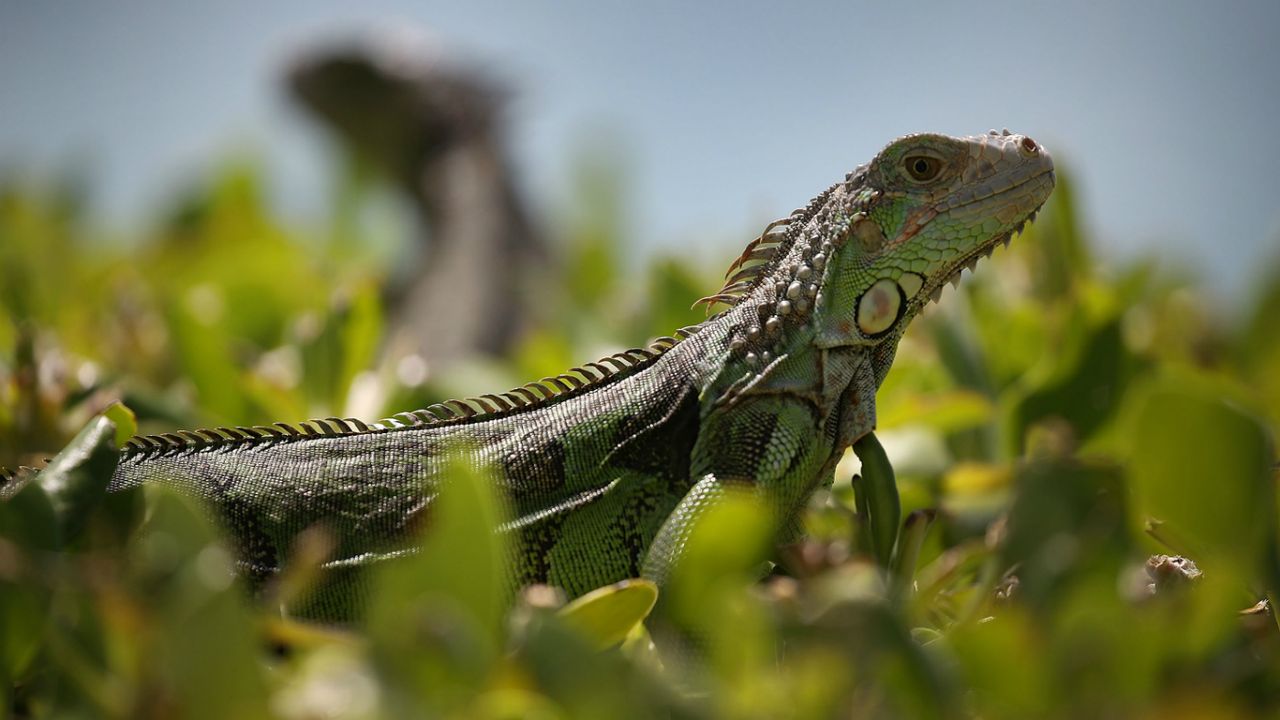 Iguana