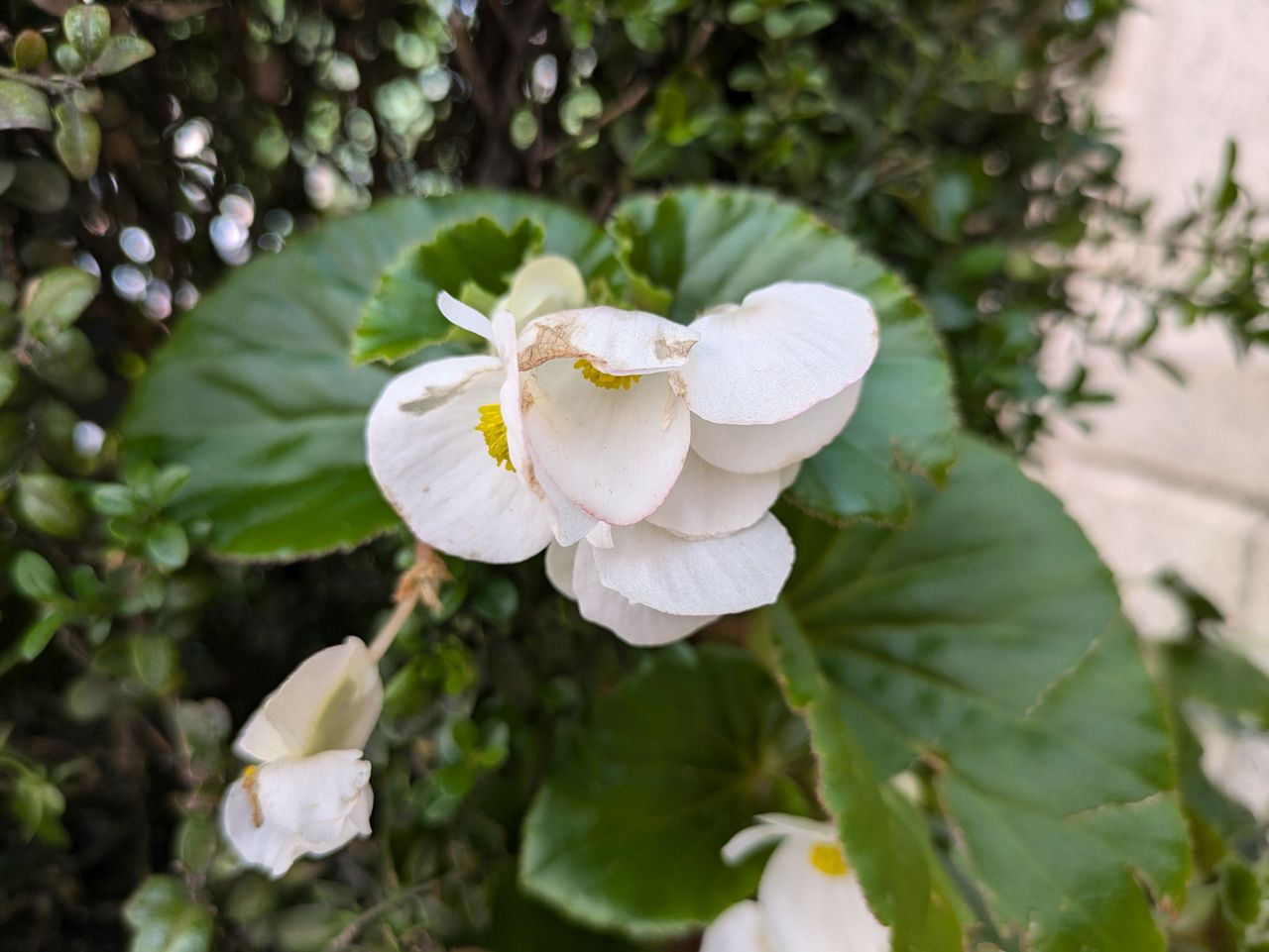 Google Pixel 8a closeup sample.