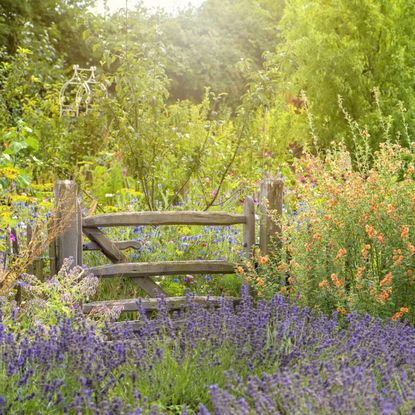 A wild flower garden