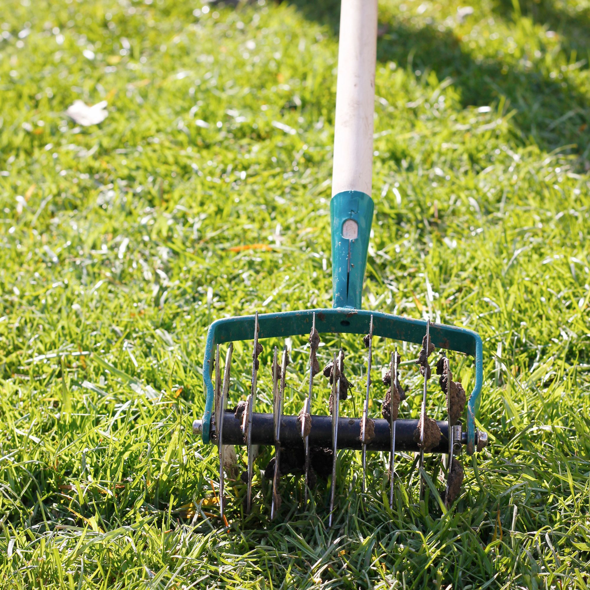 aerating lawn