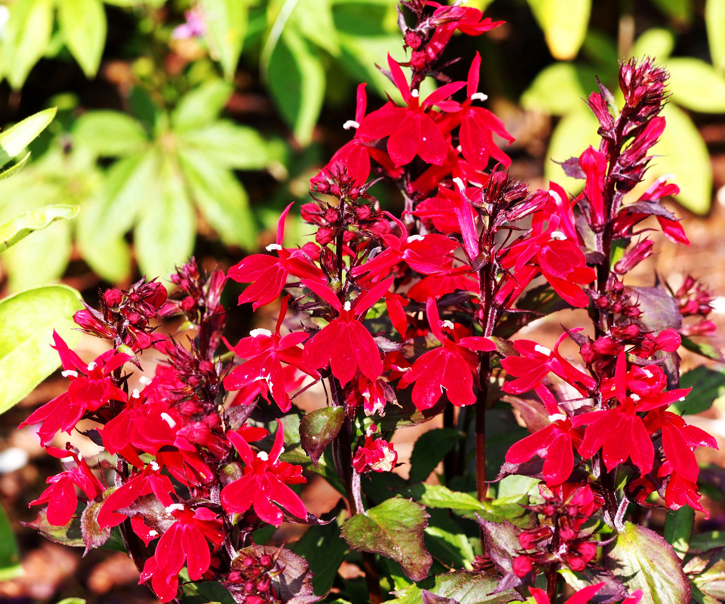 cardinal flower Queen Victoria with red blooms