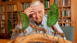 A photo of E.O. Wilson in his office at Harvard University.