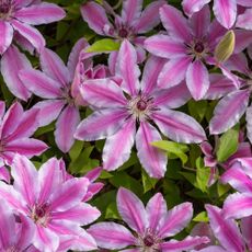 Pink and white Clematis 'Nelly Moser' flowers