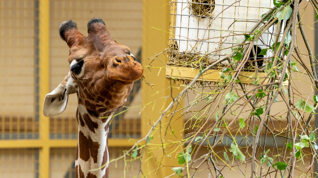 giraffe eating straw
