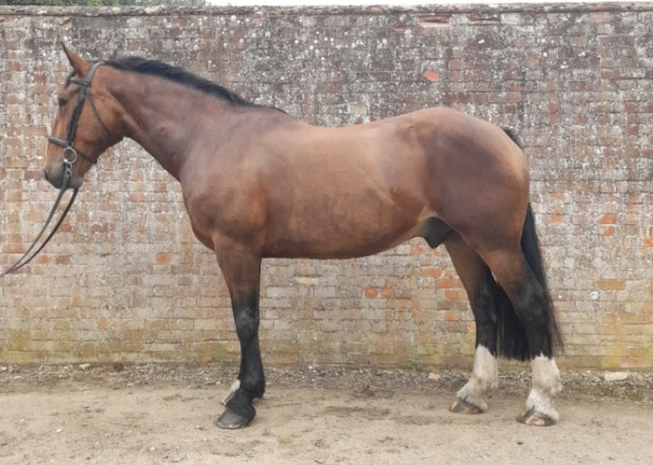 Irish Sports Horses for sale