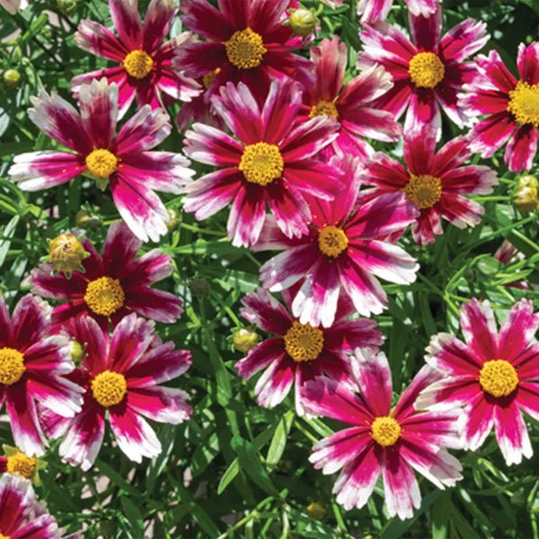 Li'l Bang&amp;trade; Candy Stripes Coreopsis