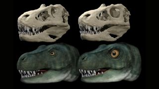 illustration shows t. rex skull with its true eye socket shape compared to skull with circular eye socket, which can hold a far larger eyeball