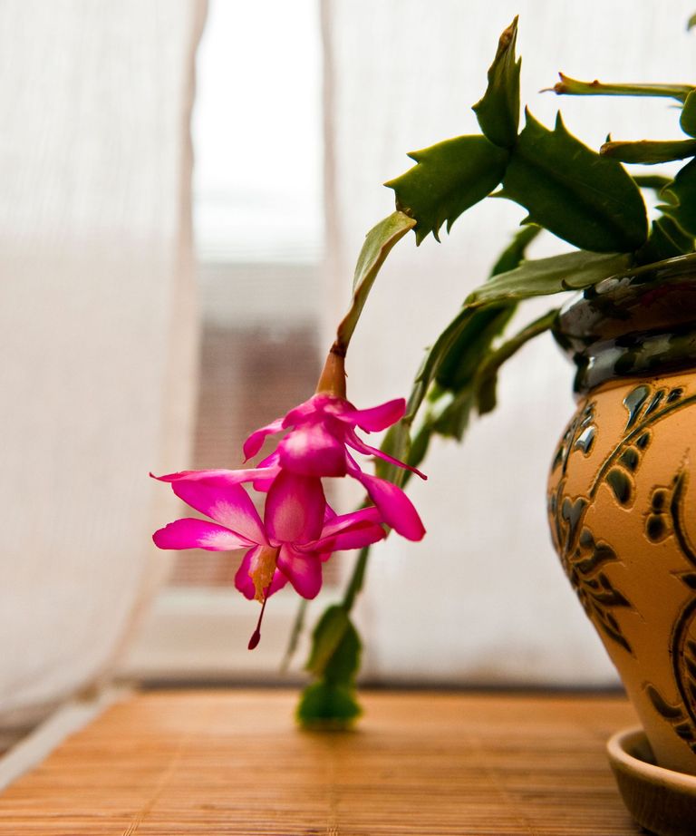Why is my Christmas cactus not blooming? Homes & Gardens