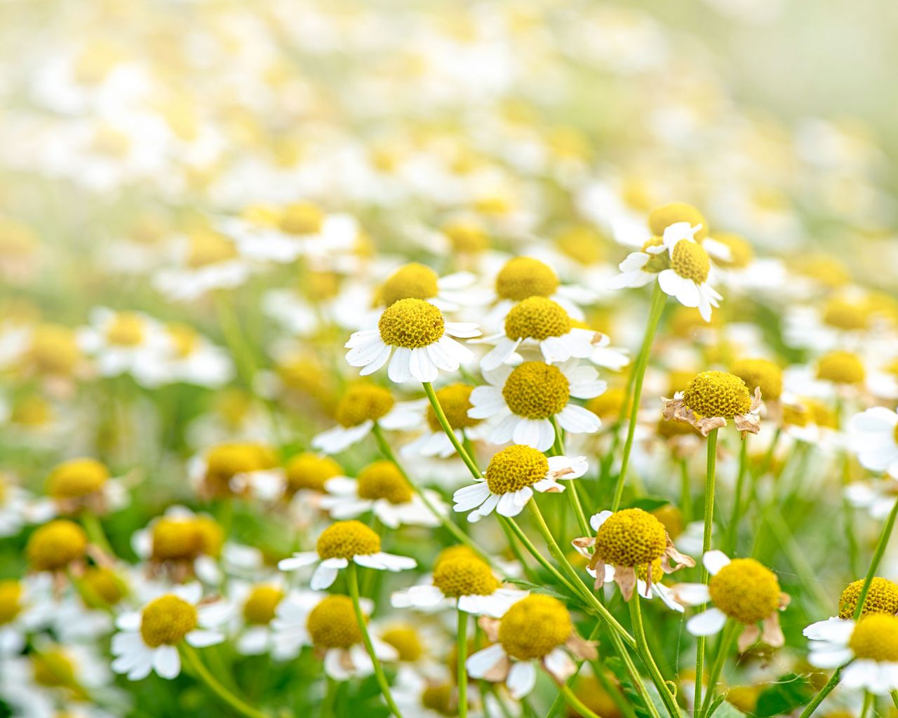 camomile lawn