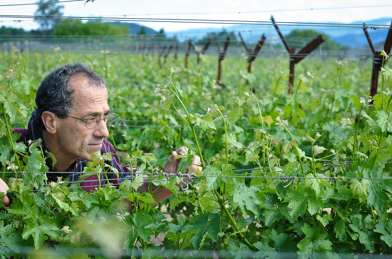 Chris Phelps, Ad Vivum, Sleeping Lady Vineyard
