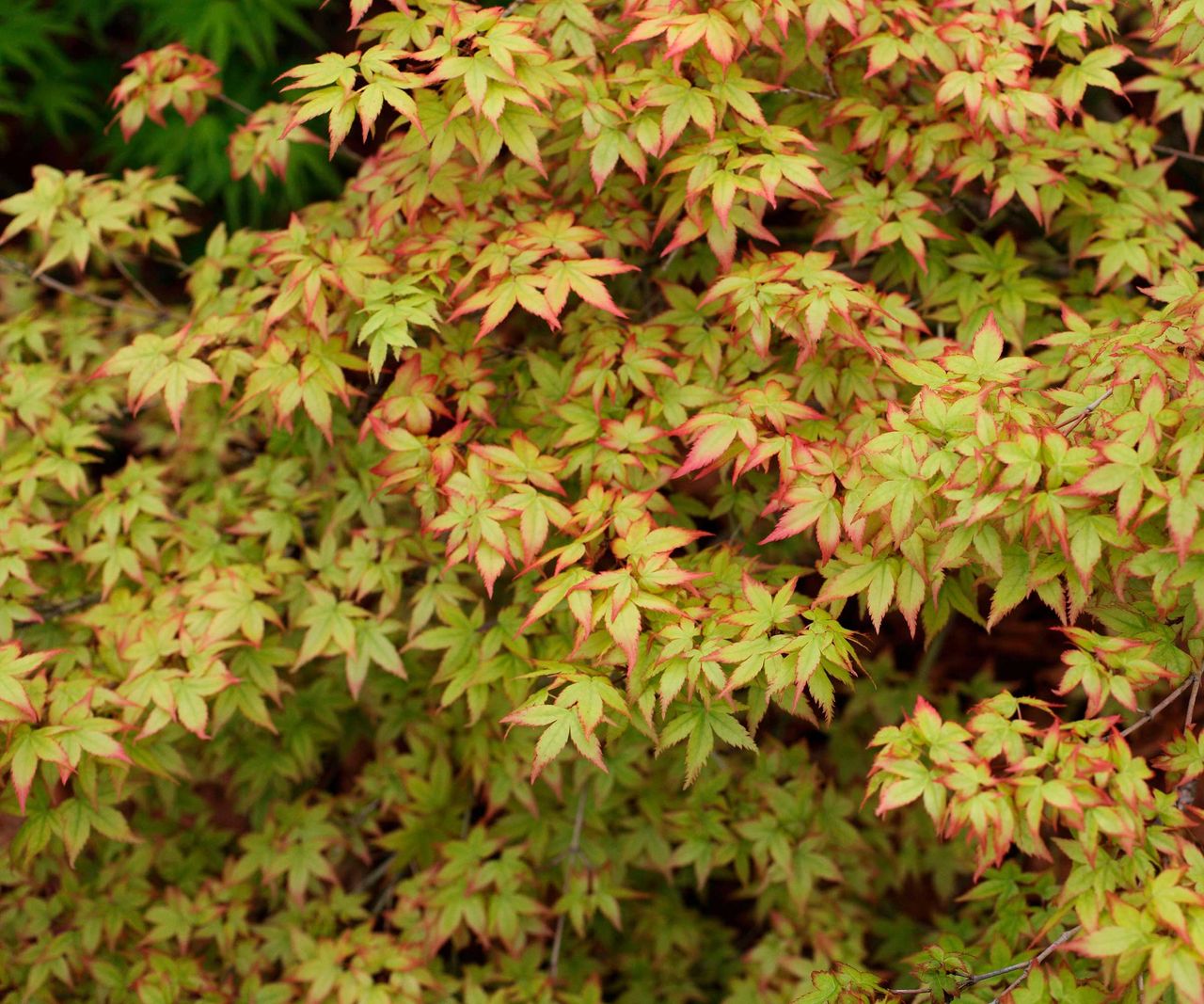 Varieties of Japanese maples – 10 show-stopping acers