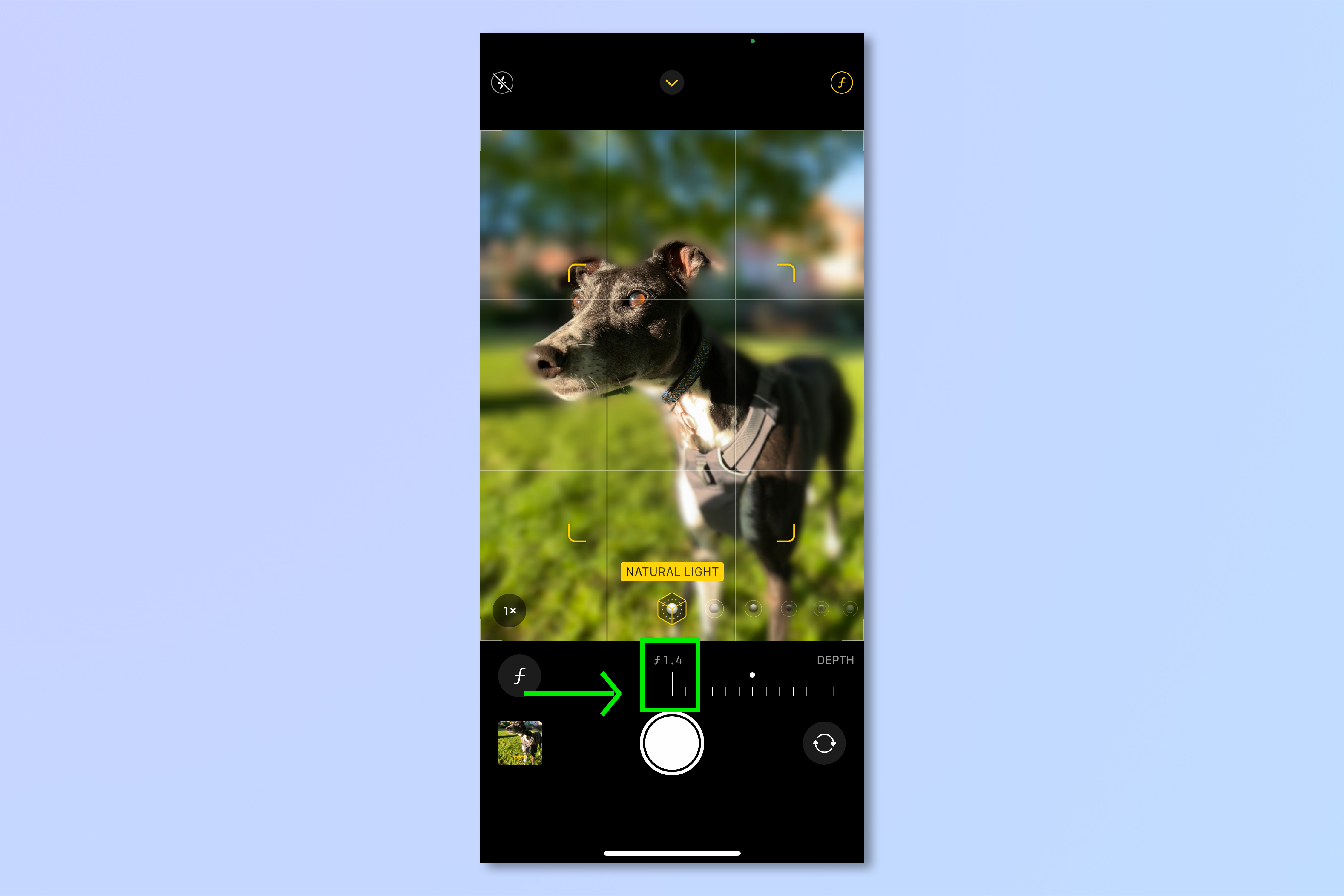 An iPhone screenshot of a grayhound pictured in the iPhone camera, demonstrating the steps required to blur the background of iPhone photos